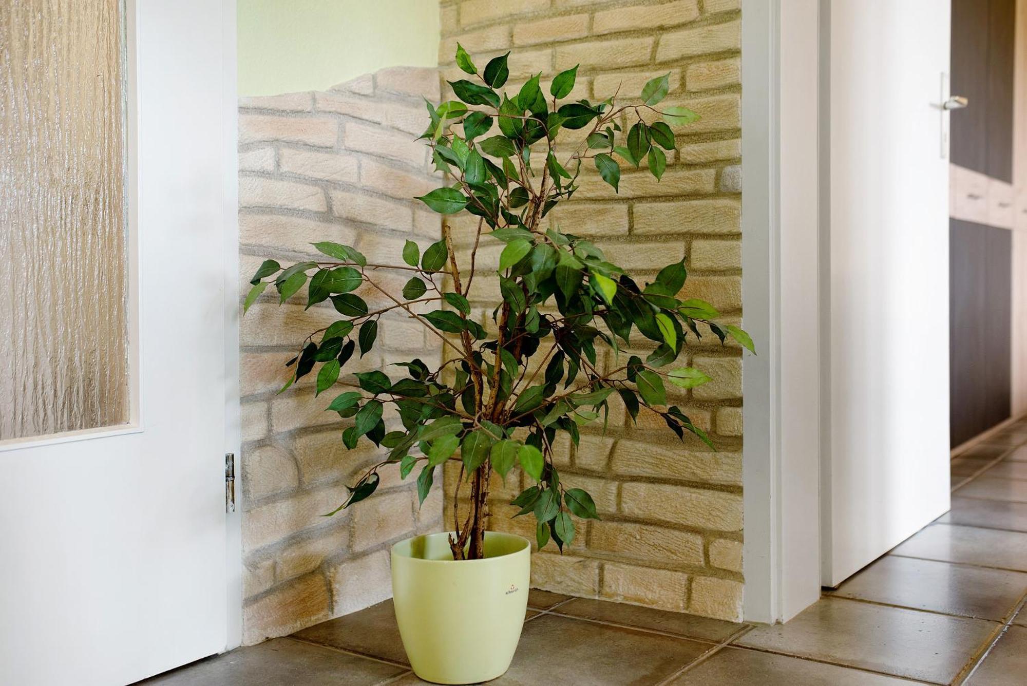 Ado Ferienwohnung Grafenhausen Ngoại thất bức ảnh